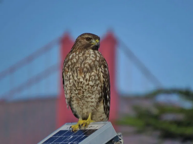 The Beautiful, Deadly Quiet of COVID-19