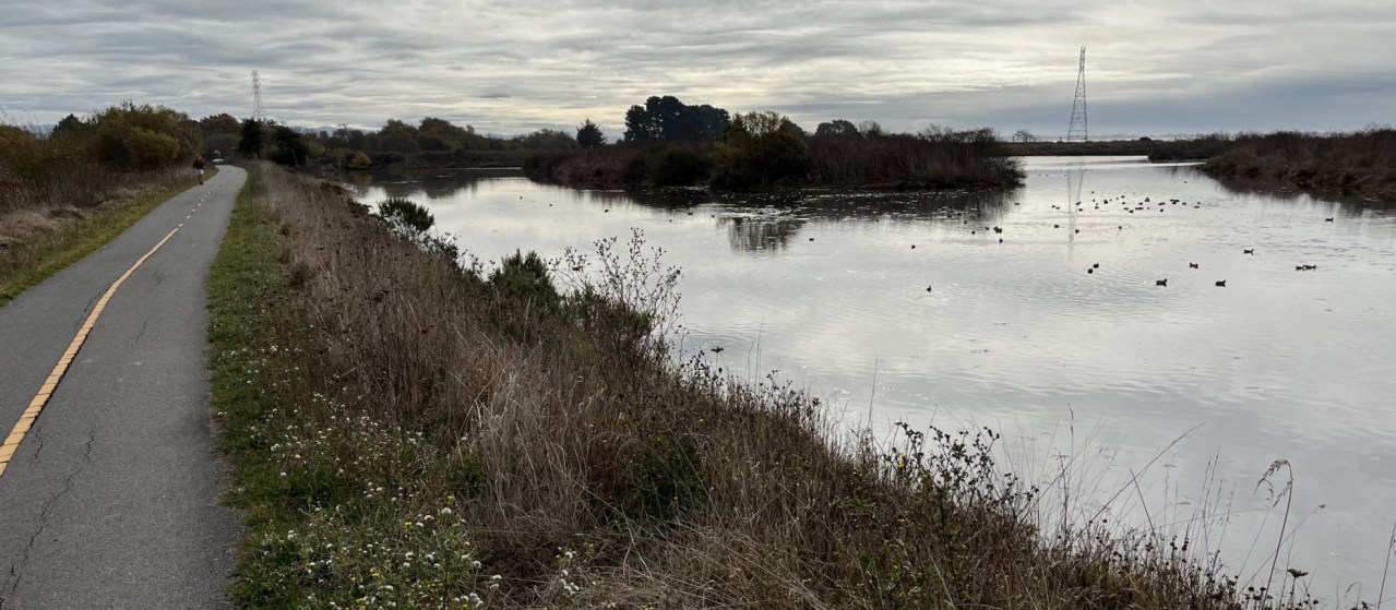 Arcata's rail-with-trail runs through the city's wastewater treatment marsh